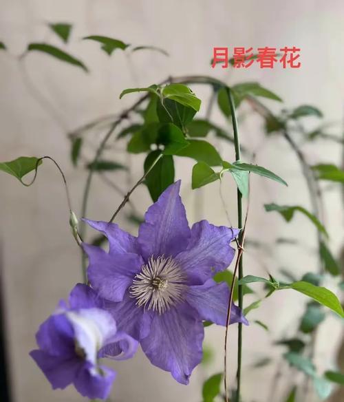 2月份铁线莲到家后如何正确养护？