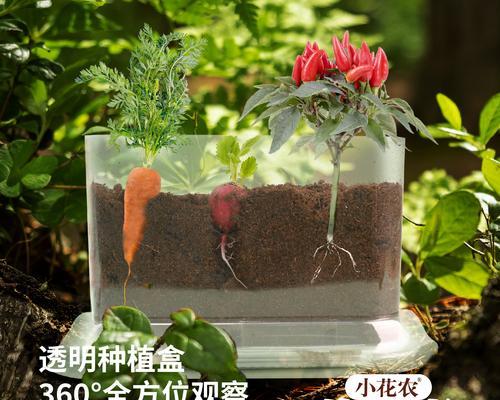 花箱浇水施肥的最佳方法是什么？怎样避免植物根系受损？