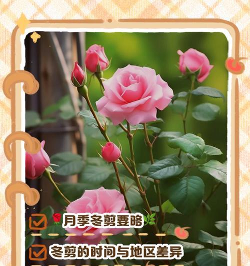 月季螺纹状新芽怎么处理？正确修剪方法是什么？