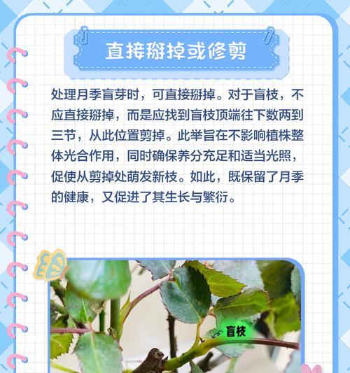 月季螺纹状新芽怎么处理？正确修剪方法是什么？