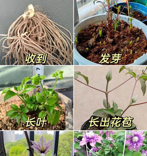 铁线莲冒芽时换盆的正确方法是什么？