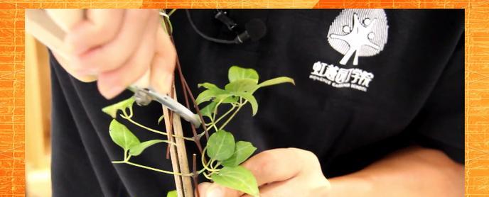 铁线莲冒芽时换盆的正确方法是什么？
