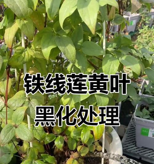 铁线莲生长缓慢叶子少且发黄怎么办？