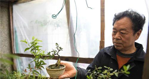 天华花圃盆景养护技巧有哪些？