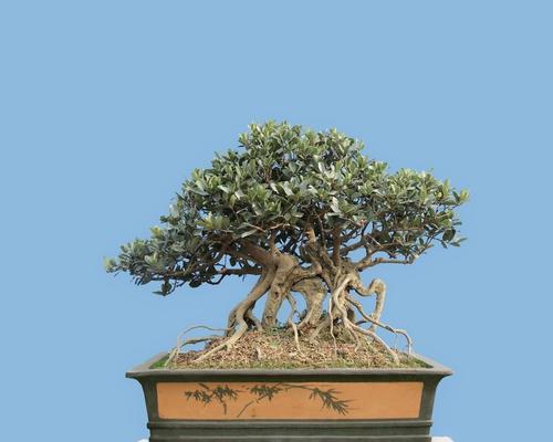 天华花圃盆景养护技巧有哪些？