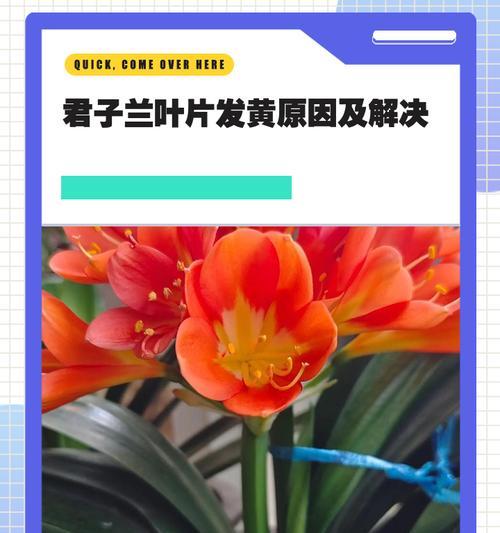 君子兰叶片不齐怎么办？