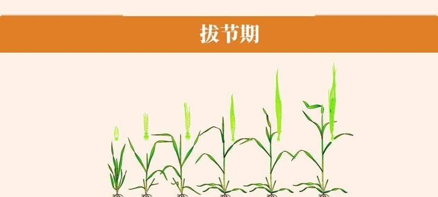 给熟麦子浇水的方法是什么？如何正确灌溉成熟的麦子？