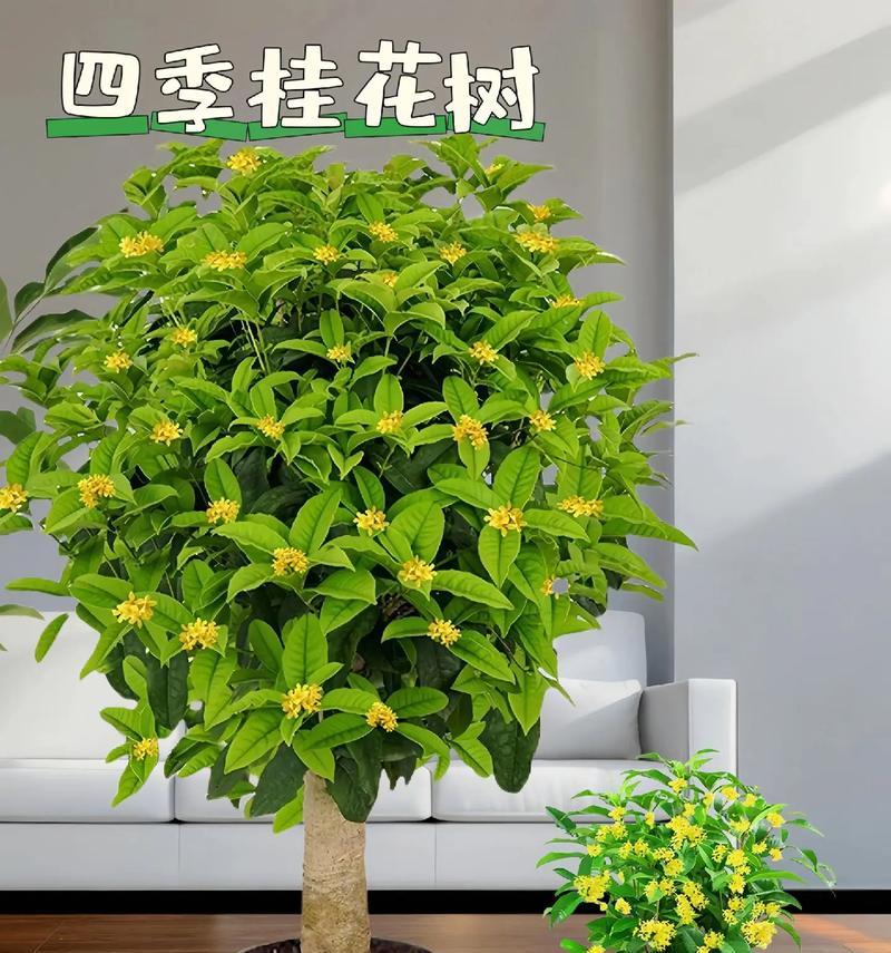 四季盆景盆栽的养护要点是什么？