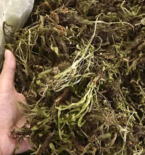 香松叶子部分发黄干枯怎么办？如何进行有效处理？