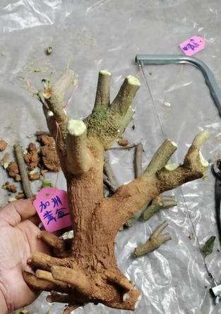 老桩大株三角梅怎么养？有哪些养护技巧？