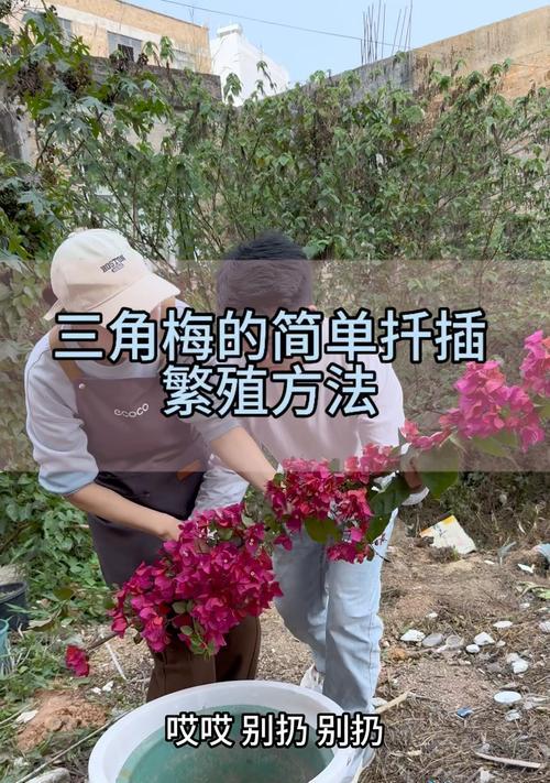 三角梅扦插枝条的修剪技巧是什么？