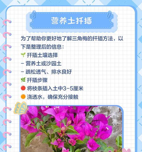 三角梅扦插枝条的修剪技巧是什么？