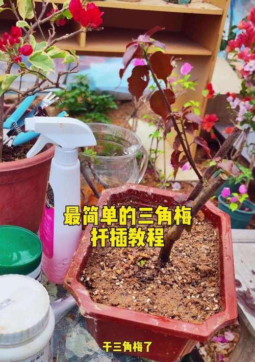 三角梅扦插枝条的修剪技巧是什么？