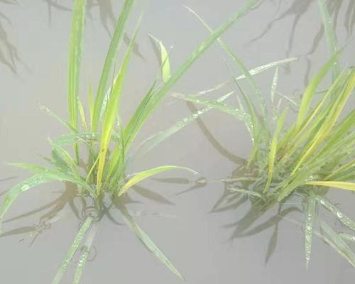 天竺葵僵苗如何处理？大盆天竺葵僵苗的解决方法有哪些？