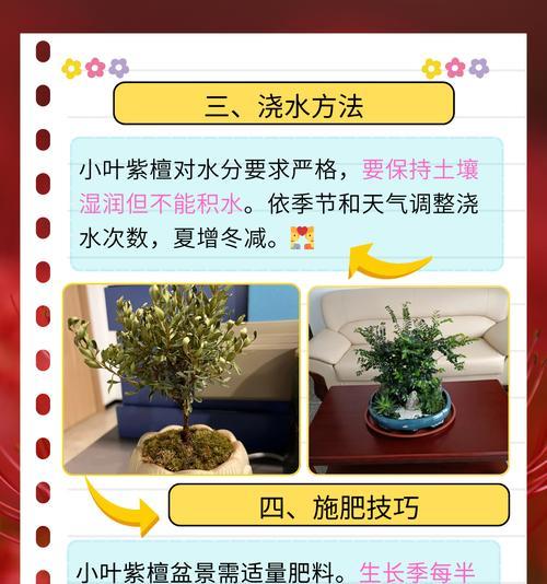 奶果大型盆景的养护方法有哪些？
