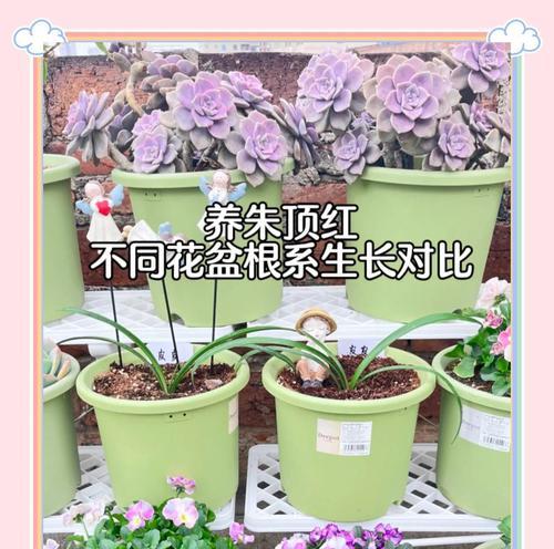 一根杆开3朵花的植物有哪些？它们与朱顶红有何相似之处？
