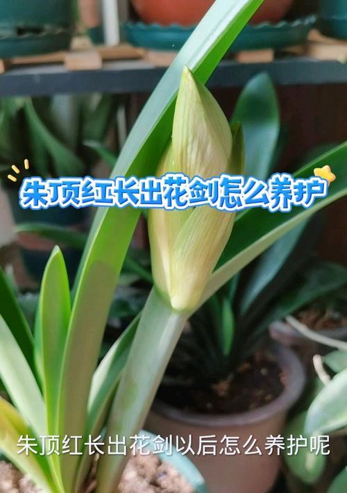 一根杆开3朵花的植物有哪些？它们与朱顶红有何相似之处？