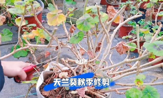 天竺葵老桩还能怎么修剪？如何焕发新生？