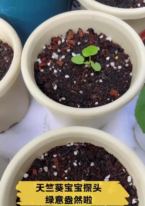 重瓣天竺葵小苗如何正确养护？