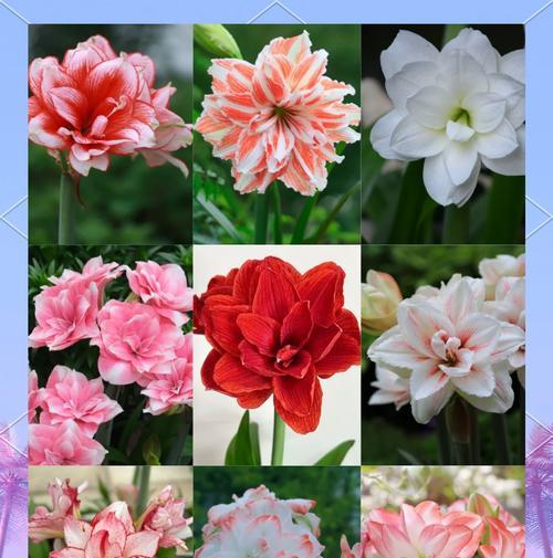 朱顶红爆花剑的条件是什么？如何促进朱顶红开花？