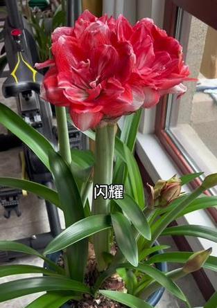 朱顶红爆花剑的条件是什么？如何促进朱顶红开花？