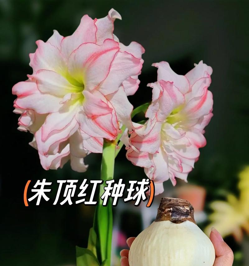 朱顶红爆花剑的条件是什么？如何促进朱顶红开花？