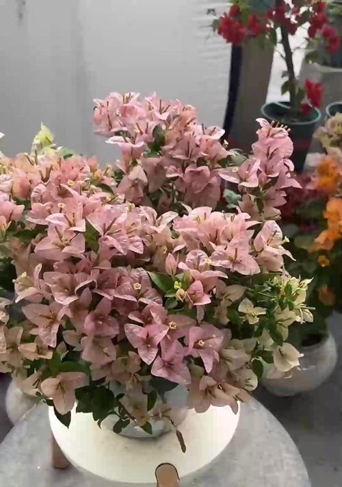 铁线莲小苗小花苞的养护方法是什么？