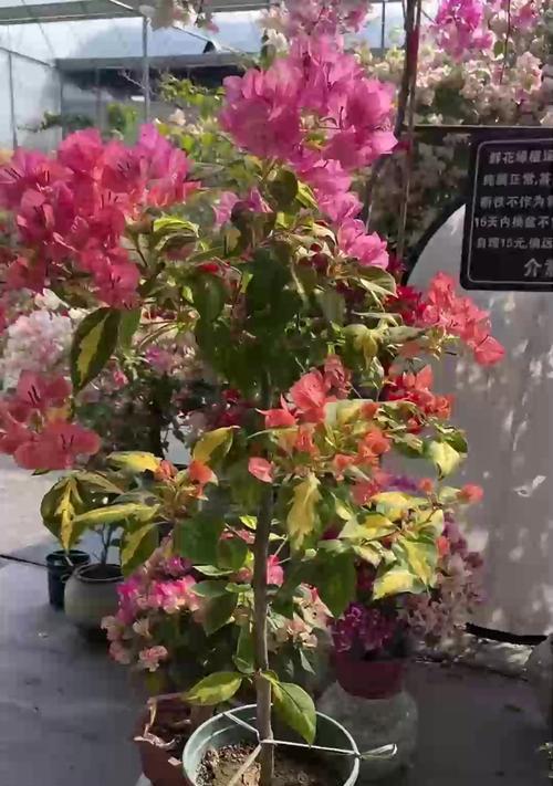 铁线莲小苗小花苞的养护方法是什么？