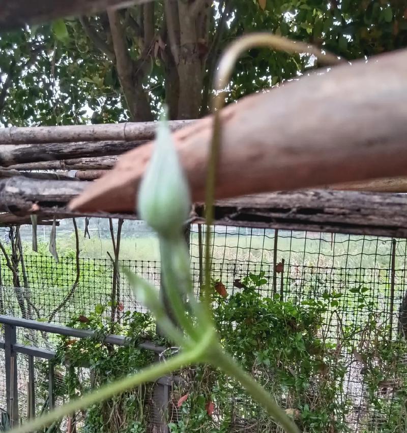 铁线莲小苗小花苞的养护方法是什么？
