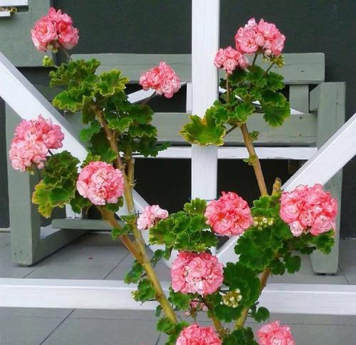 天竺葵开花后就蔫了怎么办？如何恢复？