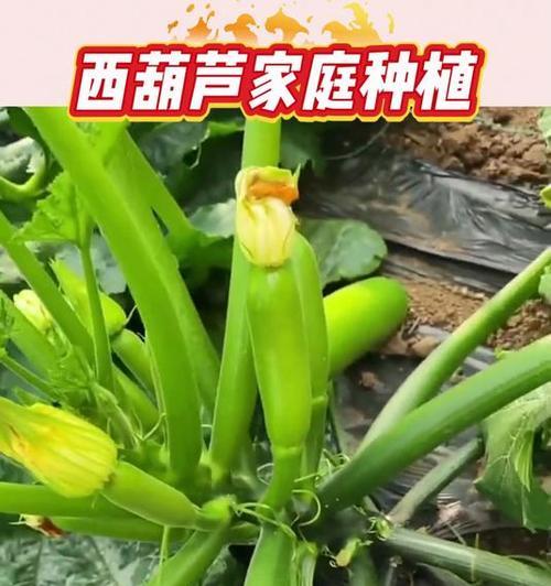 7月份有什么蔬菜可以播种？播种的最佳蔬菜种类和方法是什么？
