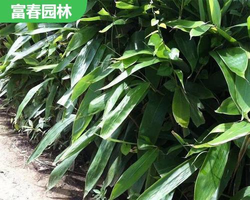 固坡工程中适合种植哪些观赏植物？