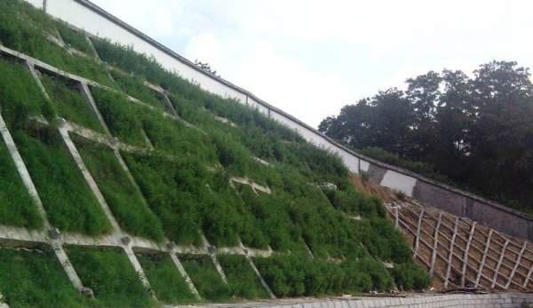 固坡工程中适合种植哪些观赏植物？