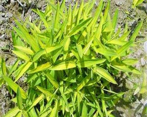 固坡工程中适合种植哪些观赏植物？