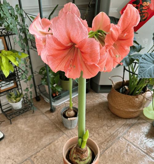 朱顶红霸王龙品种的花色是什么？如何养护以保持颜色？