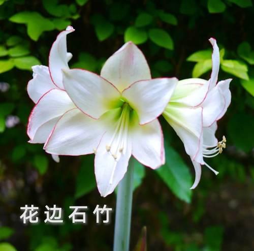 朱顶红霸王龙品种的花色是什么？如何养护以保持颜色？