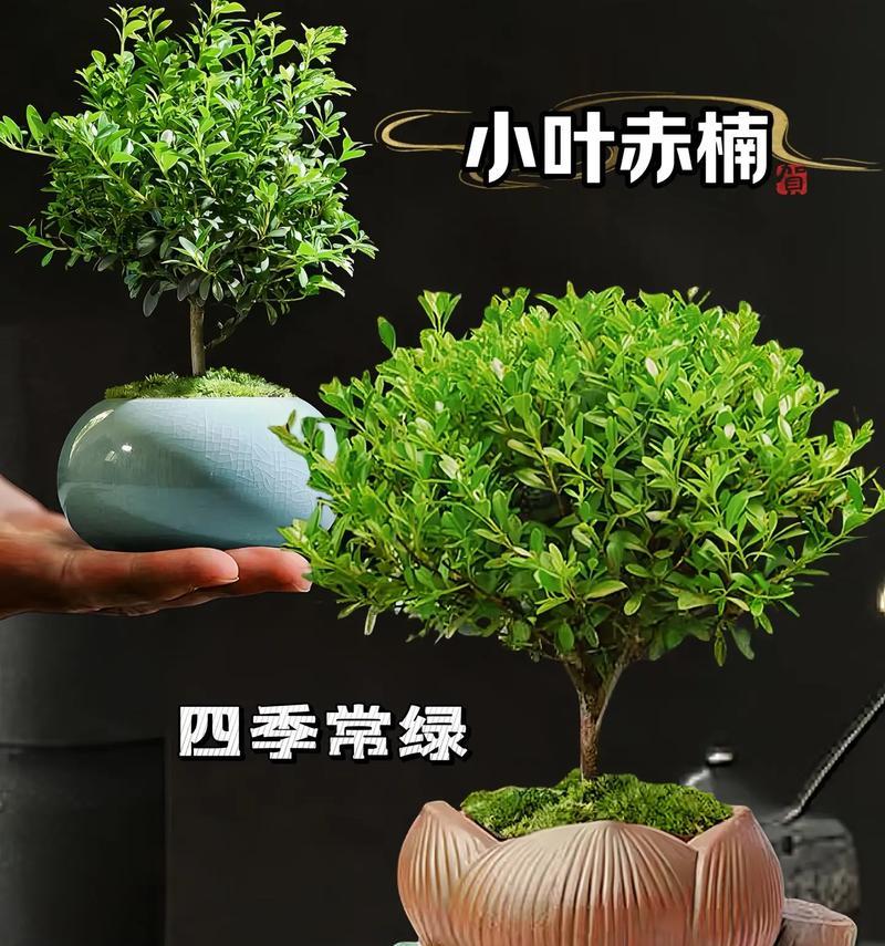 金丝楠木叶子发黄的补救措施是什么？