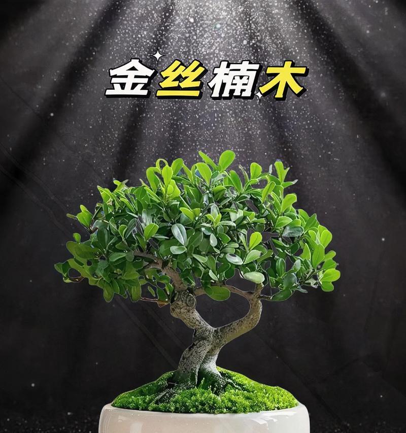 金丝楠木叶子发黄的补救措施是什么？