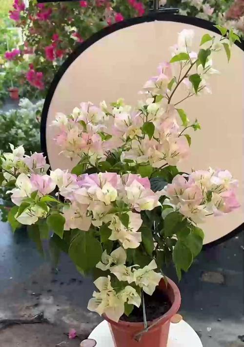 三角梅保鲜的方法是什么？