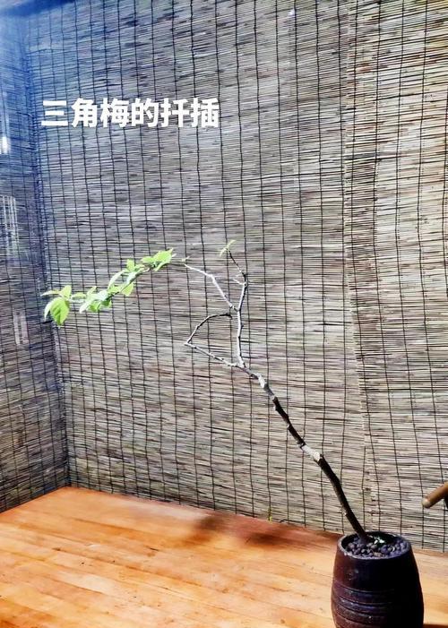 三角梅保鲜的方法是什么？