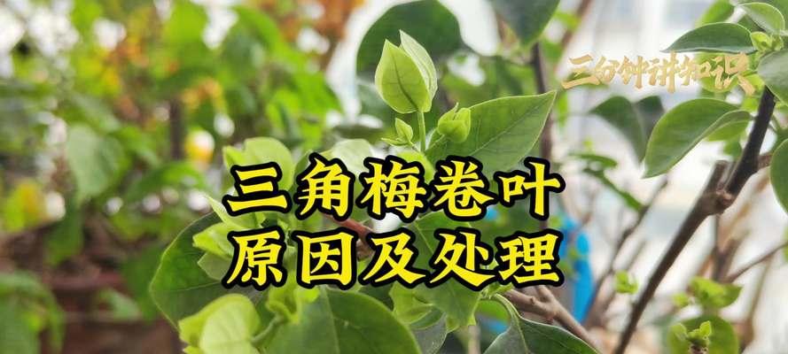 三角梅掉嫩叶子的原因是什么？如何防止三角梅掉叶？