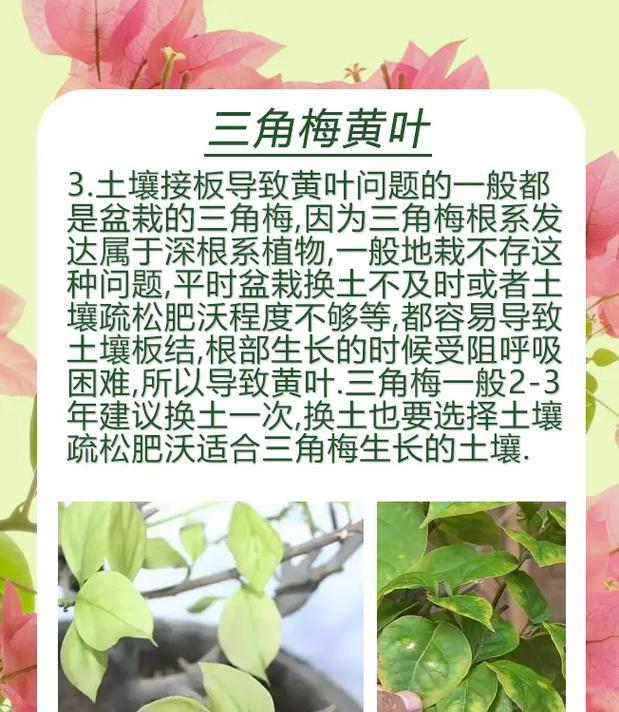 三角梅掉嫩叶子的原因是什么？如何防止三角梅掉叶？