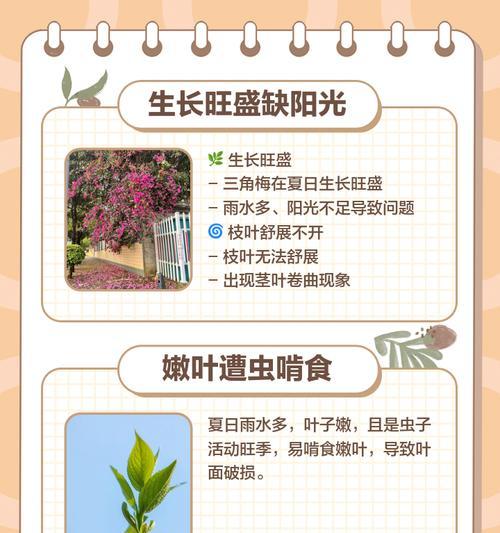 三角梅掉嫩叶子的原因是什么？如何防止三角梅掉叶？