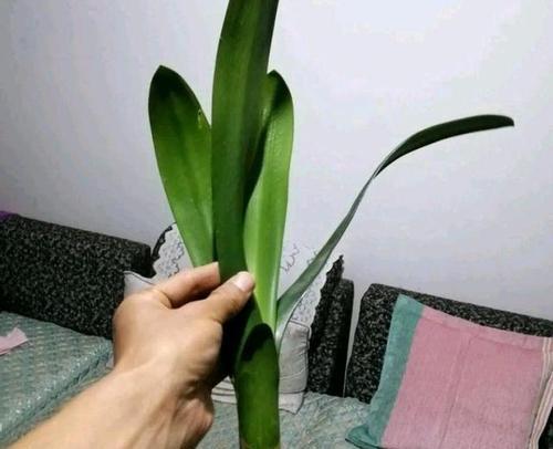 可乐瓶种植君子兰的方法是什么？