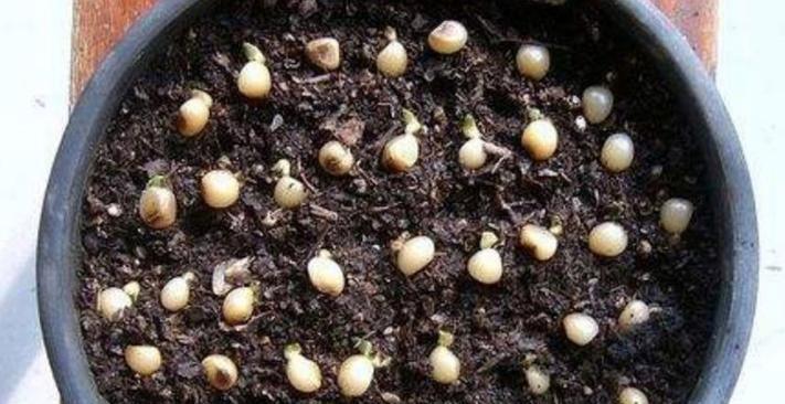 可乐瓶种植君子兰的方法是什么？