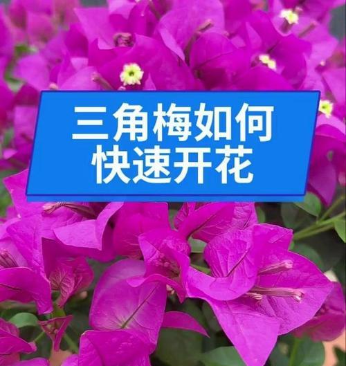 花卉繁殖后多久可以开花？花卉从繁殖到开花需要多长时间？
