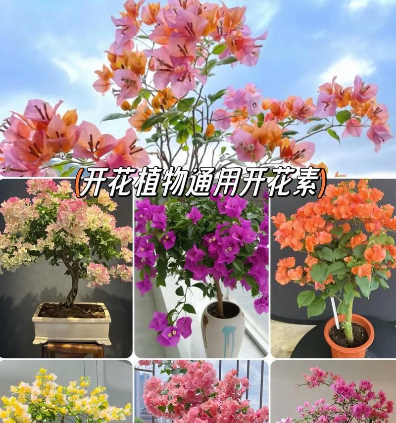 花卉繁殖后多久可以开花？花卉从繁殖到开花需要多长时间？