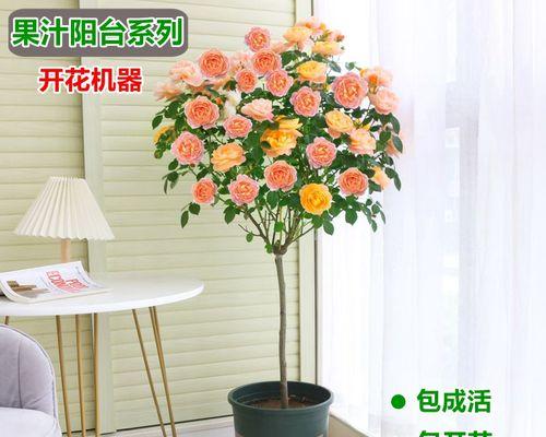 花卉繁殖后多久可以开花？花卉从繁殖到开花需要多长时间？
