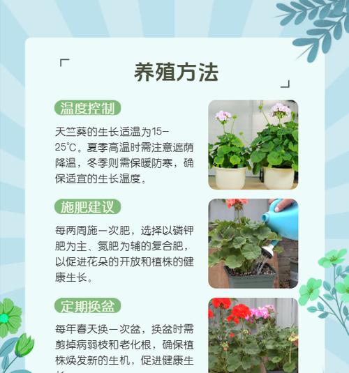 三色天竺葵的养护方法有哪些？