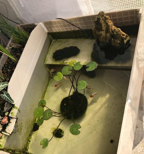 龟缸木本植物的养护技巧有哪些？